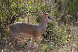 TANZANIA - Lake Manyara National Park - 48 Dik Dik